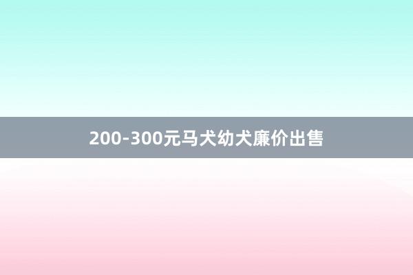 200-300元马犬幼犬廉价出售